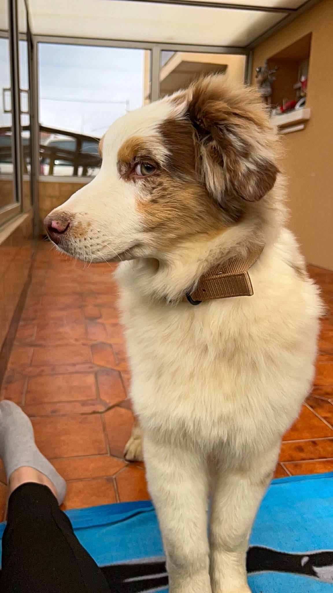 Ulko a rejoint le concours — aidez-le/la à gagner de superbes lots ! ancient_dog_breeds, canidae, carnivore, collar, companion_dog, dog, dog_breed, dog_collar, door, fawn, fence, flooring, fur, leash, plant, snout, sporting_group, whiskers, working_animal, working_dog