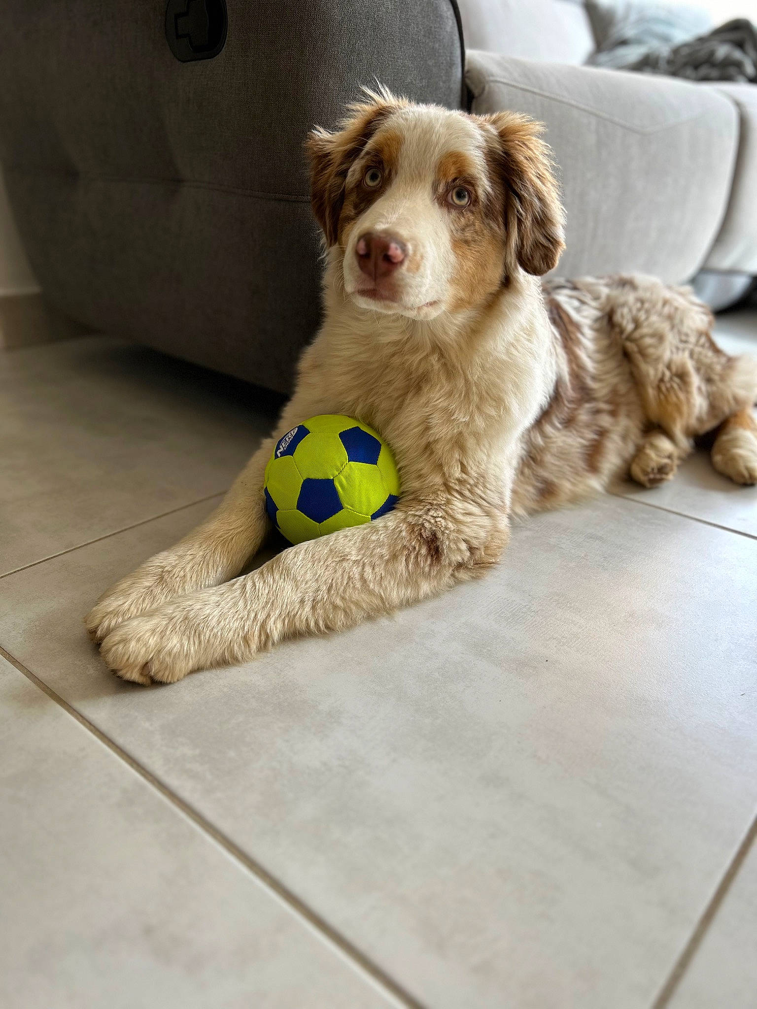 Ulko participe au concours pour gagner de l'argent avec cette photo : ball, carnivore, comfort, companion_dog, couch, dog, dog_breed, dog_supply, dog_toy, floor, flooring, pet_supply, snout, sofa_bed, sporting_group, sports_equipment, stuffed_toy, tennis_ball, toy, working_animal