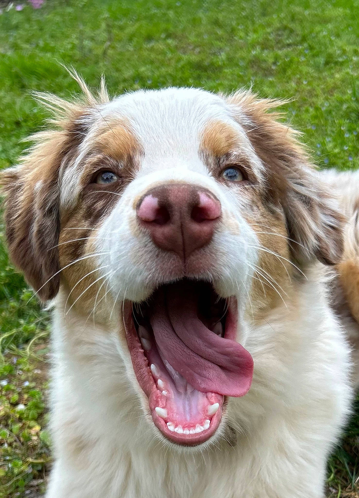 Ulko a rejoint le concours — aidez-le/la à gagner de superbes lots ! carnivore, companion_dog, dog, dog_breed, dog_collar, fang, fur, grass, gun_dog, happy, liver, photography, shout, smile, snout, sporting_group, tongue, whiskers, working_animal, yawn