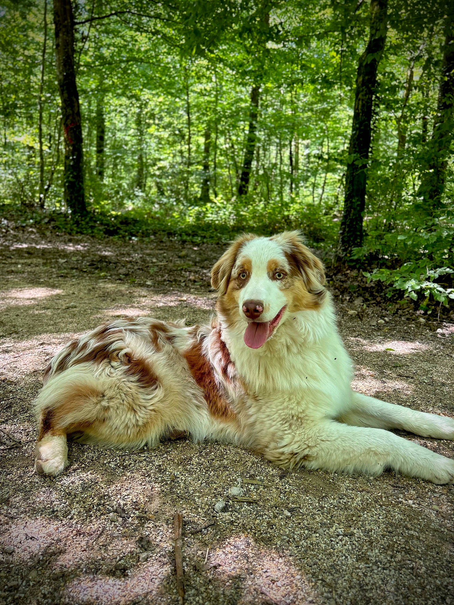 Ulko a rejoint le concours — aidez-le/la à gagner de superbes lots ! canidae, carnivore, companion_dog, dog, dog_breed, fawn, forest, grass, gun_dog, jungle, landscape, natural_landscape, plant, soil, sporting_group, temperate_broadleaf_and_mixed_forest, terrestrial_animal, tree, woodland, working_dog