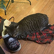 Sasha is registered to the contest to win money with this photo: cat, tabby, sleeping, slipper, skull, flowers, plaid, fabric, wooden_floor, christmas_tree_stand, indoor, pet, cozy, resting, striped, animal, fur, whiskers, household, quiet