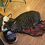 cat, tabby, sleeping, slipper, skull, flowers, plaid, fabric, wooden_floor, christmas_tree_stand, indoor, pet, cozy, resting, striped, animal, fur, whiskers, household, quiet