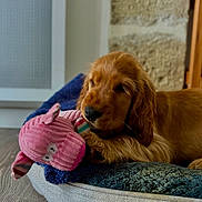 Arès a rejoint le concours — aidez-le/la à gagner de superbes lots ! dog, puppy, indoor, bed, blanket, toy, stuffed_animal, wooden_floor, cozy, resting, brown_fur, pet, home, comfortable, playful, soft_texture, relaxed, animal, cute, domestic