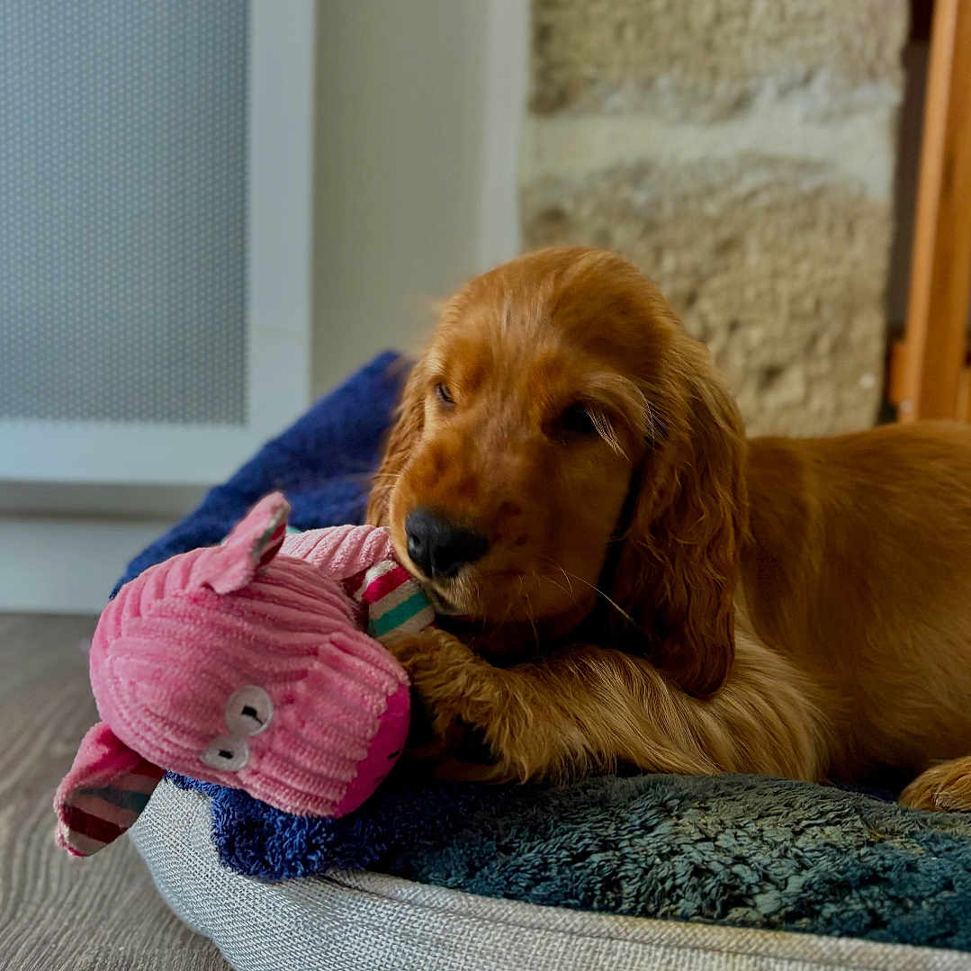 Arès a rejoint le concours — aidez-le/la à gagner de superbes lots ! animal, bed, blanket, brown_fur, comfortable, cozy, cute, dog, domestic, home, indoor, pet, playful, puppy, relaxed, resting, soft_texture, stuffed_animal, toy, wooden_floor