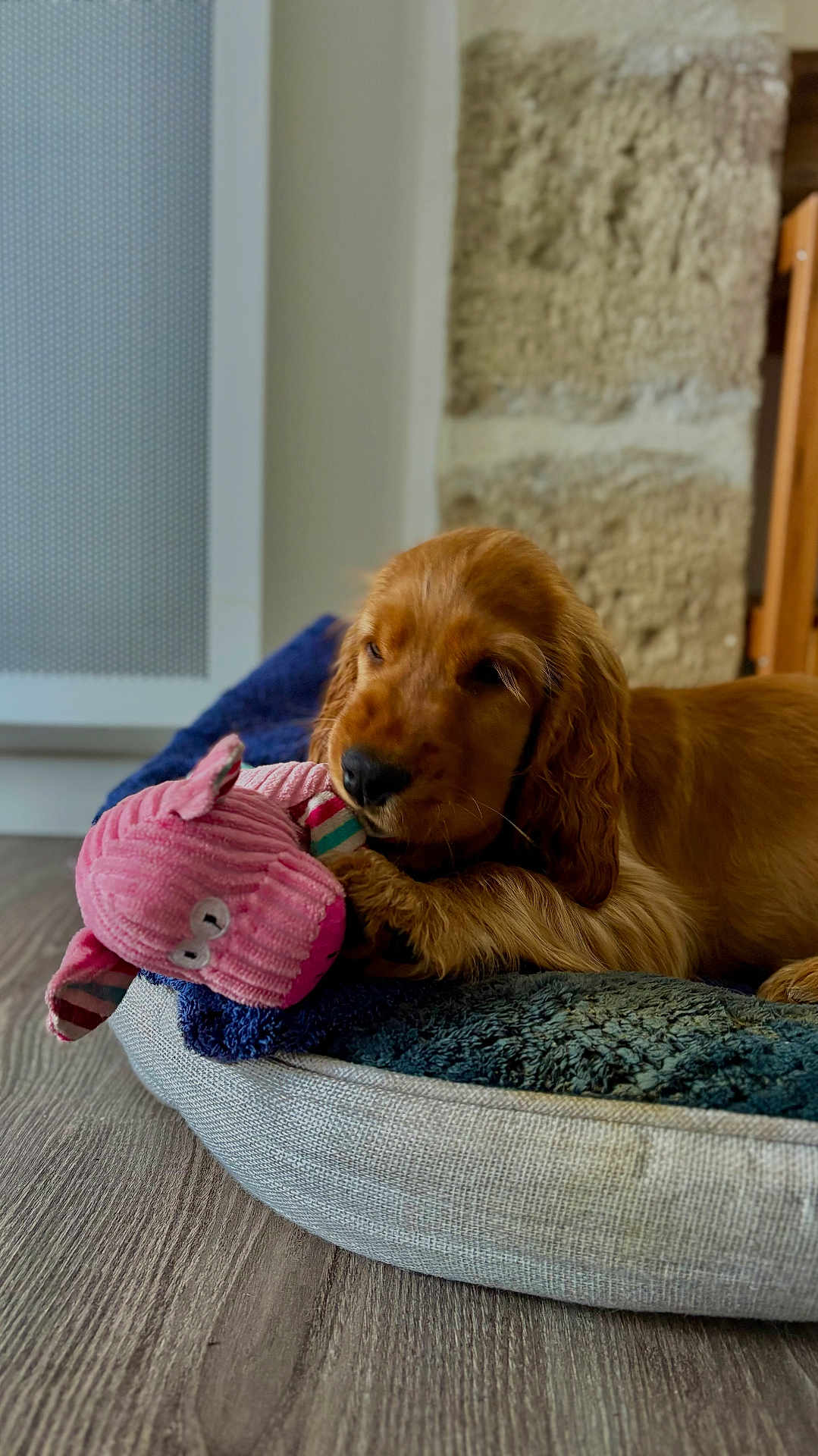 Arès a rejoint le concours — aidez-le/la à gagner de superbes lots ! dog, puppy, indoor, bed, blanket, toy, stuffed_animal, wooden_floor, cozy, resting, brown_fur, pet, home, comfortable, playful, soft_texture, relaxed, animal, cute, domestic