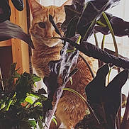 Mowgli is registered to the contest to win money with this photo: animal, background, cat, closeup, cozy, curious, domestic_cat, feline, fur, green, houseplant, indoor, leaf, light, nature, orange_cat, pet, plant, shadow, window