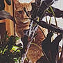 animal, background, cat, closeup, cozy, curious, domestic_cat, feline, fur, green, houseplant, indoor, leaf, light, nature, orange_cat, pet, plant, shadow, window