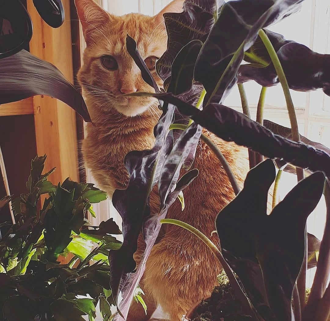 Mowgli