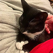 Griffin joined the competition — help win amazing prizes! cat, black_and_white, pet, paws, blanket, hand, cozy, indoor, relaxed, fur, whiskers, comfort, resting, cute, animal, feline, soft, texture, human, touch