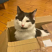 Willow is registered to the contest to win money with this photo: cat, black_and_white, cardboard_box, wooden_floor, indoor, pet, feline, curious, sitting, collar, domestic_animal, home, flooring, box, animal, cute, furry, whiskers, relaxed, fur