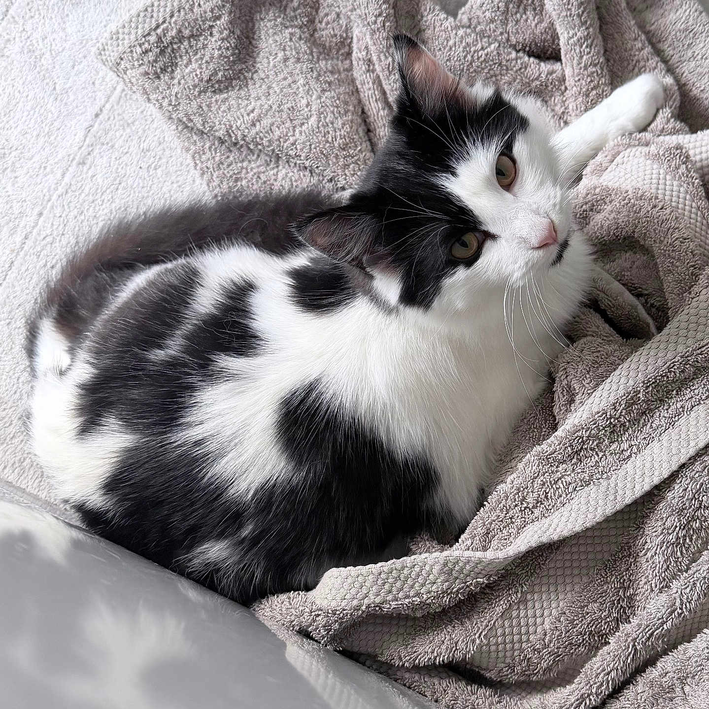 Willow is registered to the contest to win money with this photo: animal, black_and_white, cat, closeup, comfortable, cozy, curious, cute, domestic, feline, fur, indoor, laying, pet, relaxed, resting, soft, texture, towel, whiskers