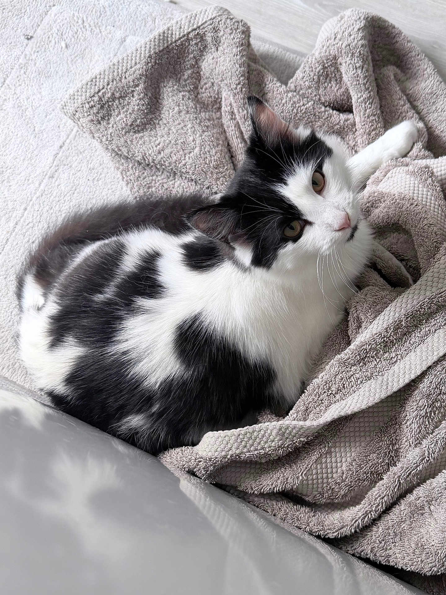 Willow is registered to the contest to win money with this photo: cat, black_and_white, feline, pet, animal, towel, texture, soft, cozy, indoor, relaxed, fur, curious, whiskers, closeup, laying, resting, domestic, cute, comfortable