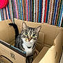 cat, tabby_cat, pet, cardboard_box, box, whiskers, big_eyes, indoor, striped_rug, colorful_background, amazon_box, curious, sitting, looking_up, feline, collar, cardboard, playful, toy, home