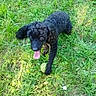 dog, black_dog, curly_fur, puppy, outdoor, grass, garden, greenery, tennis_ball, playing, running, tongue_out, floppy_ears, pet, animal, canine, nature, daylight, white_flower, playful