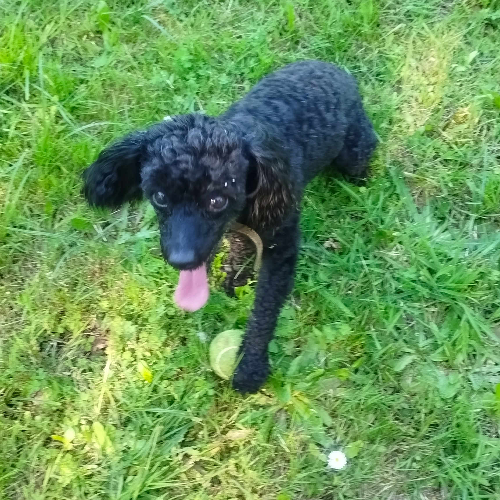 Némo participe au concours pour gagner de l'argent avec cette photo : dog, black_dog, curly_fur, puppy, outdoor, grass, garden, greenery, tennis_ball, playing, running, tongue_out, floppy_ears, pet, animal, canine, nature, daylight, white_flower, playful