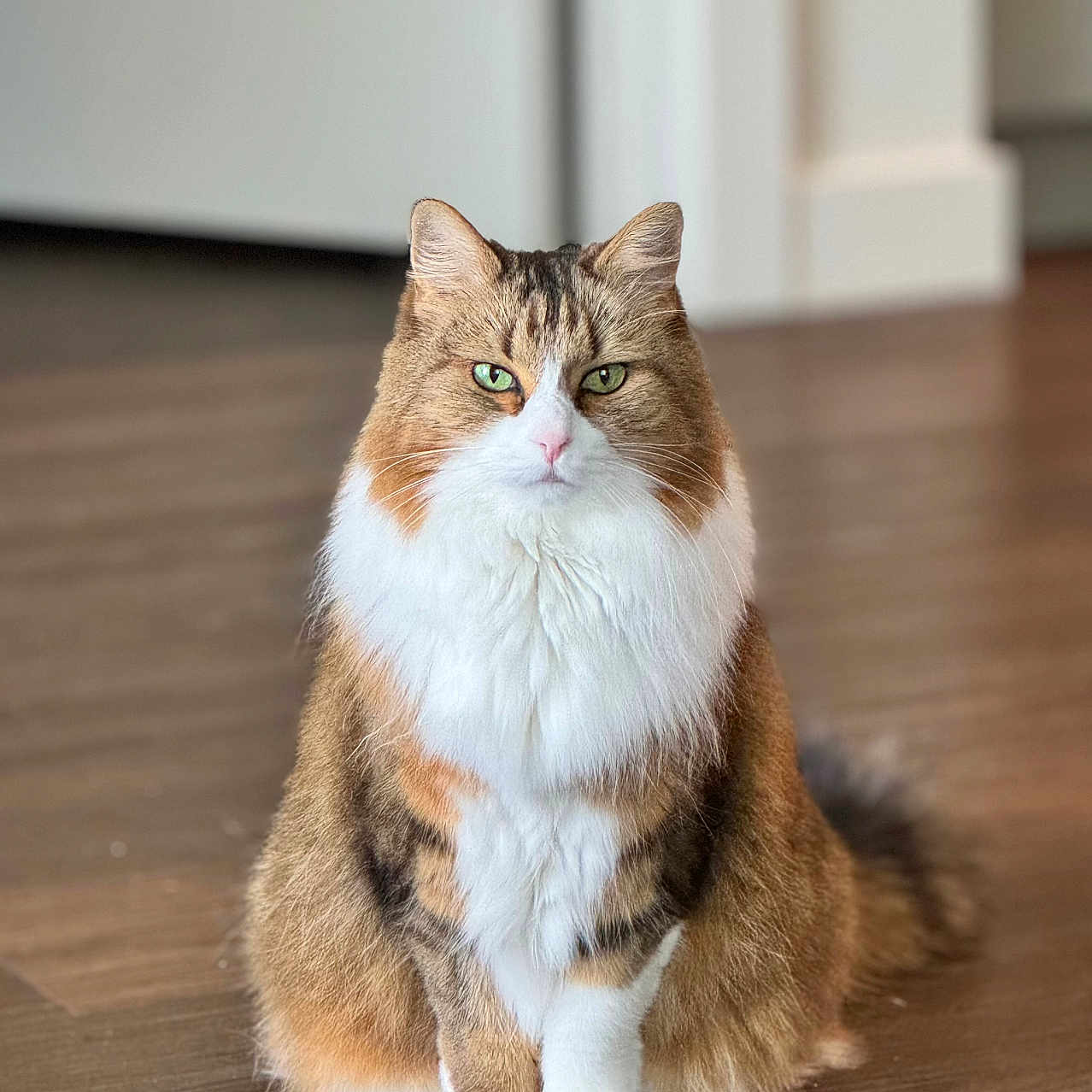 Daisy joined the competition — help win amazing prizes! abyssinian, accessories, angora, animal, cat, hardwood, indoors, interiordesign, kitten, manx, pet, plywood, snout, stainedwood, strap, wood