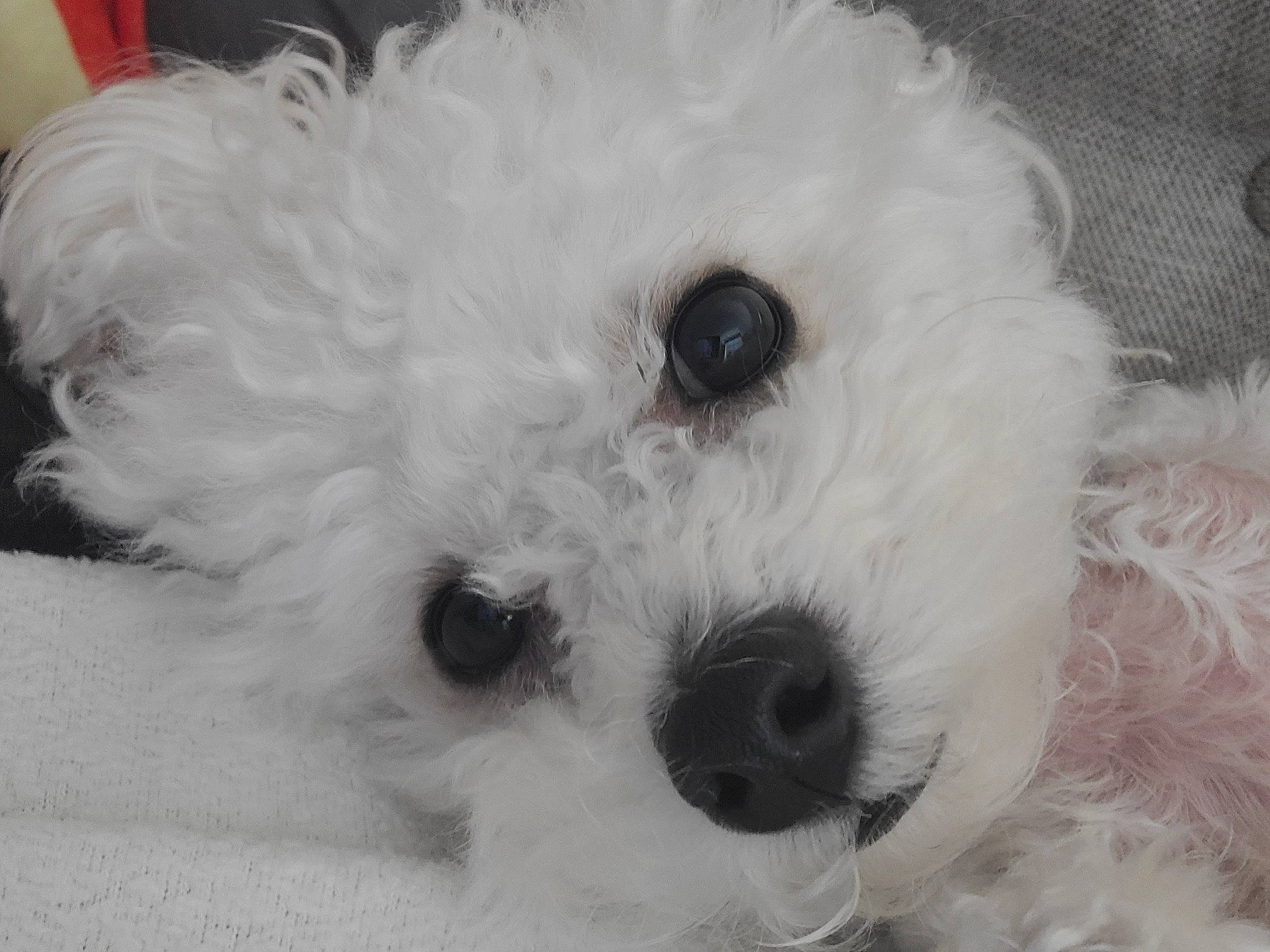 Frankie joined the competition — help win amazing prizes! canidae, carnivore, companion_dog, creative_arts, dog, dog_breed, fur, maltepoo, monochrome_photography, non_sporting_group, pattern, poodle, snout, sporting_group, terrier, toy, toy_dog, water_dog, working_animal