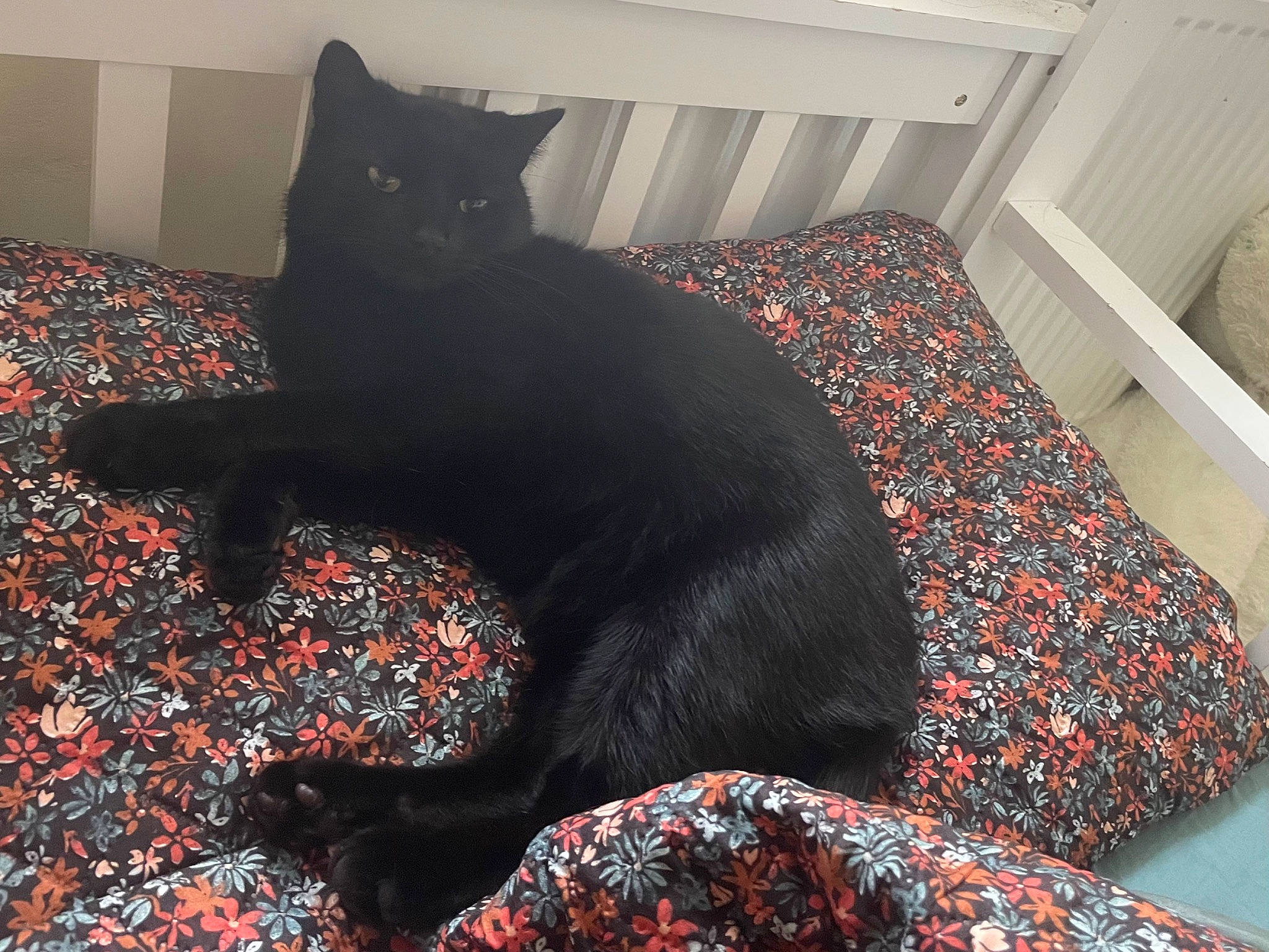 Binx is registered to the contest to win money with this photo: art, black_cat, bombay, carmine, carnivore, cat, comfort, dog_breed, domestic_short_haired_cat, felidae, floor, flooring, fur, grey, shadow, small_to_medium_sized_cats, snout, tail, tints_and_shades, whiskers