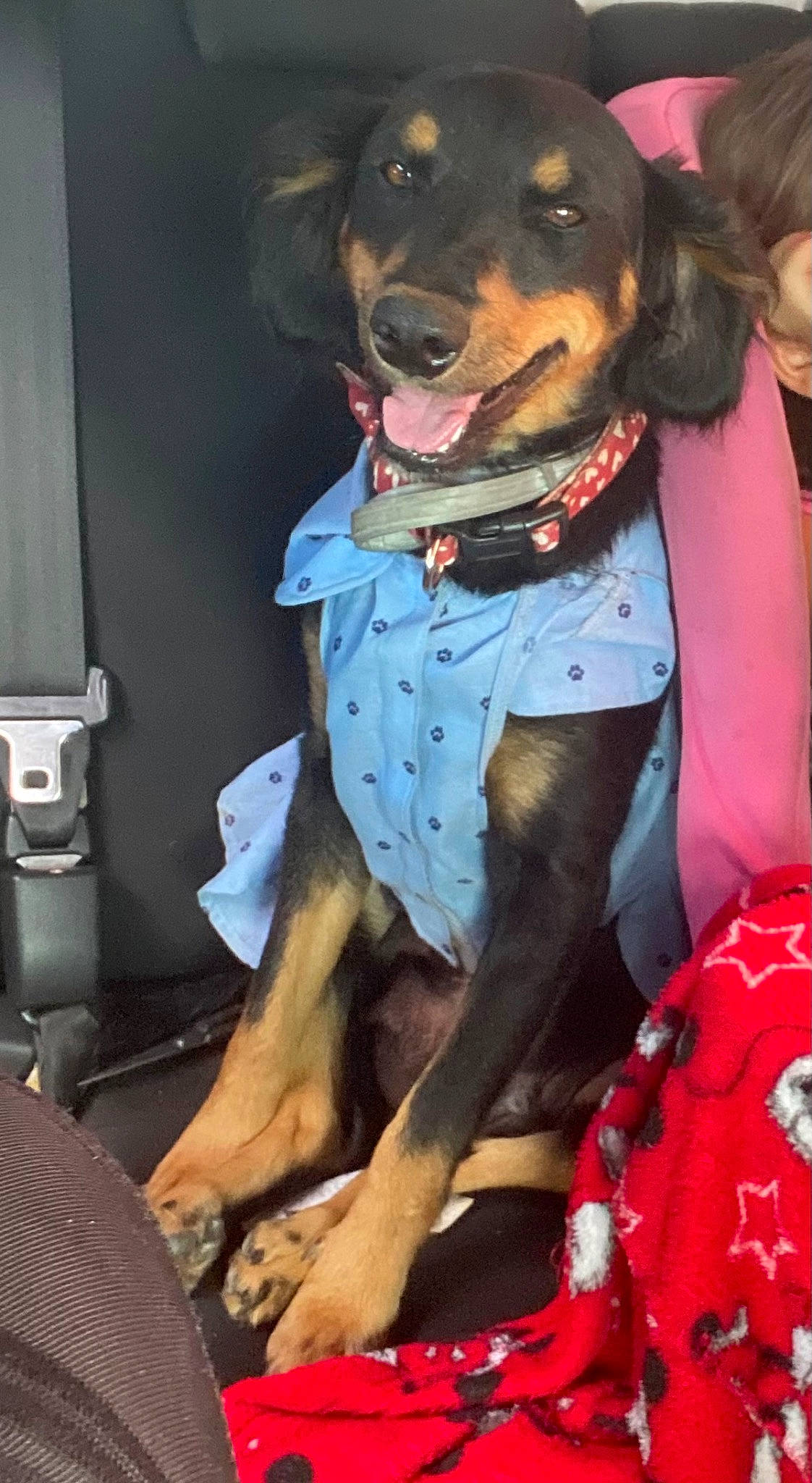 Maria is registered to the contest to win money with this photo: carnivore, collar, companion_dog, costume, dog, dog_breed, dog_clothes, dog_collar, dog_supply, fawn, fur, human_leg, leash, pet_supply, snout, sporting_group, thigh, vertebrate, working_animal