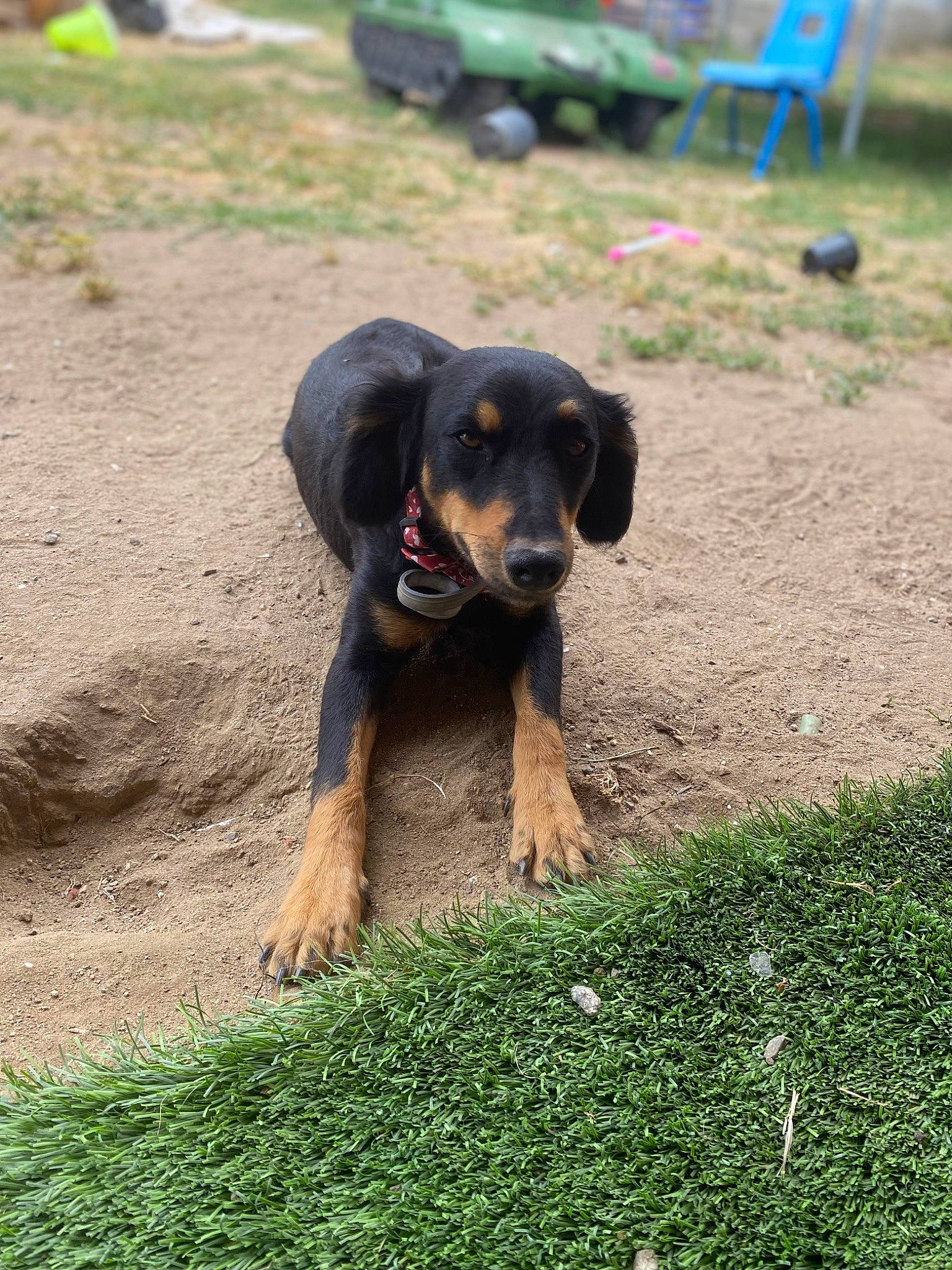 Maria is registered to the contest to win money with this photo: canidae, carnivore, companion_dog, dog, dog_breed, grass, grassland, groundcover, guard_dog, herding_dog, montenegrin_mountain_hound, plant, snout, soil, sporting_group, terrestrial_animal, tire, wheel, working_animal, working_dog