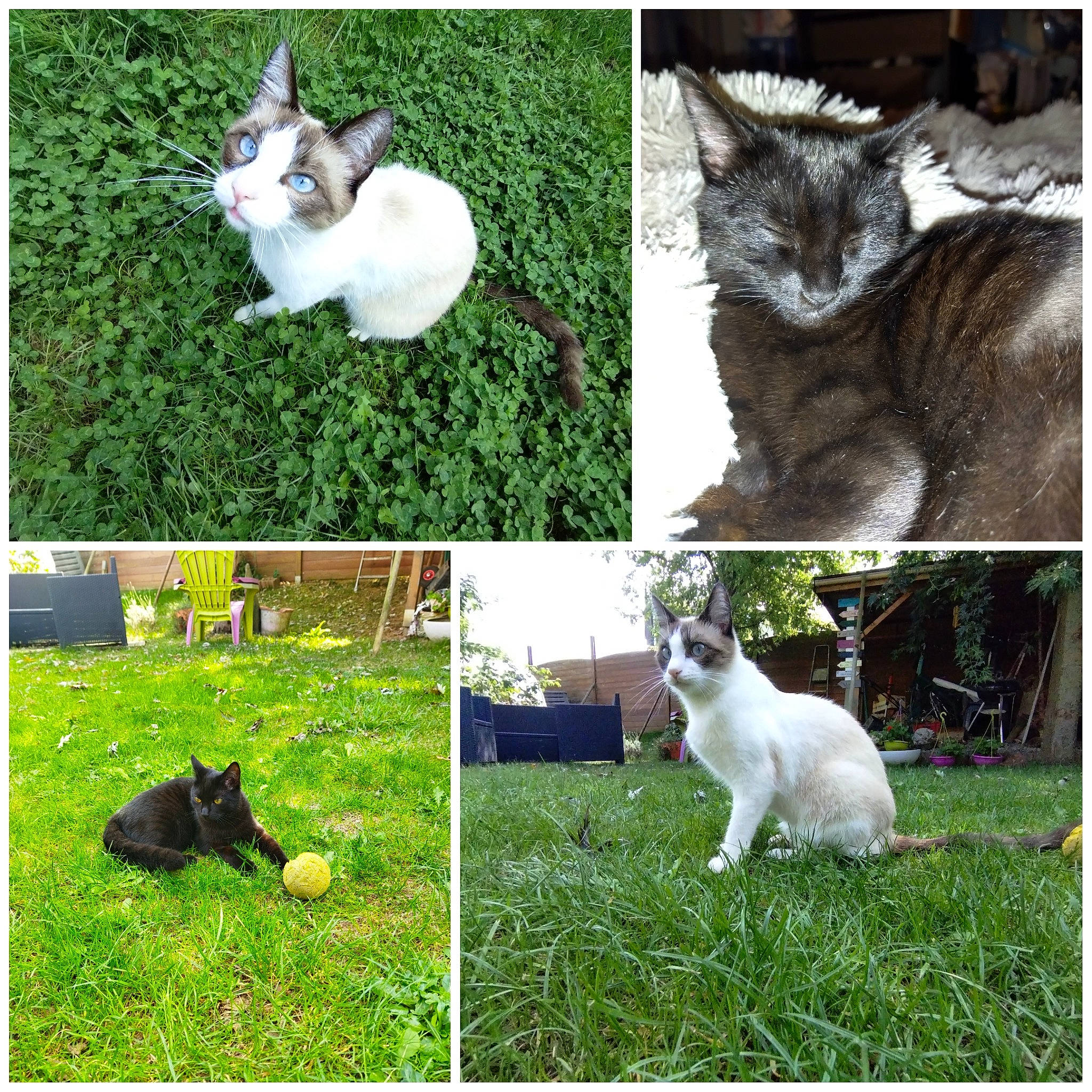 Seïko a rejoint le concours — aidez-le/la à gagner de superbes lots ! adaptation, art, carnivore, cat, collage, felidae, grass, green, groundcover, lawn, mammal, organism, photograph, plant, small_to_medium_sized_cats, snout, tail, vertebrate, whiskers, wildlife