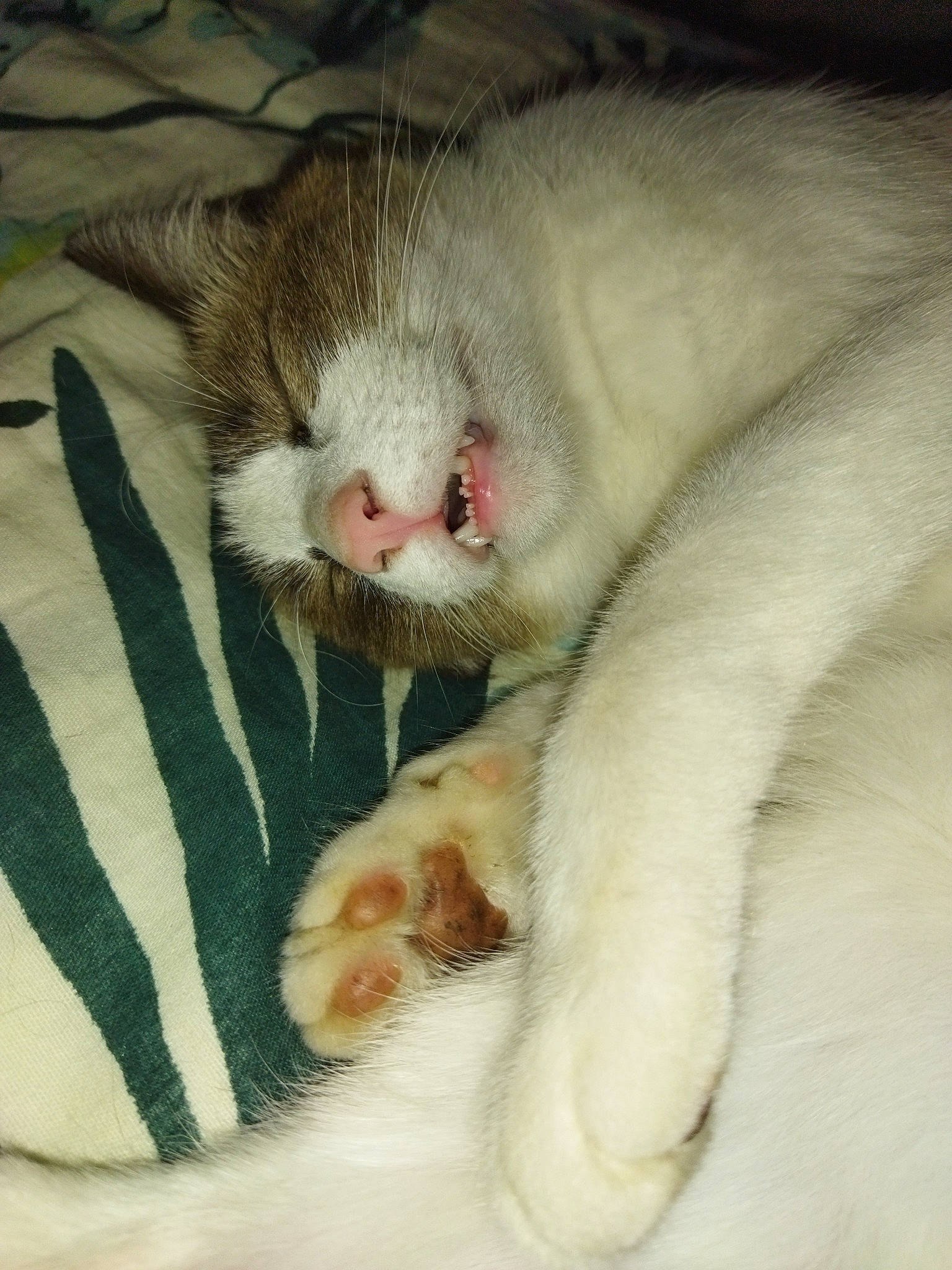 Seïko a rejoint le concours — aidez-le/la à gagner de superbes lots ! carnivore, cat, cat_supply, claw, comfort, domestic_short_haired_cat, fawn, felidae, fur, linens, nap, paw, sleep, small_to_medium_sized_cats, snout, tail, terrestrial_animal, whiskers