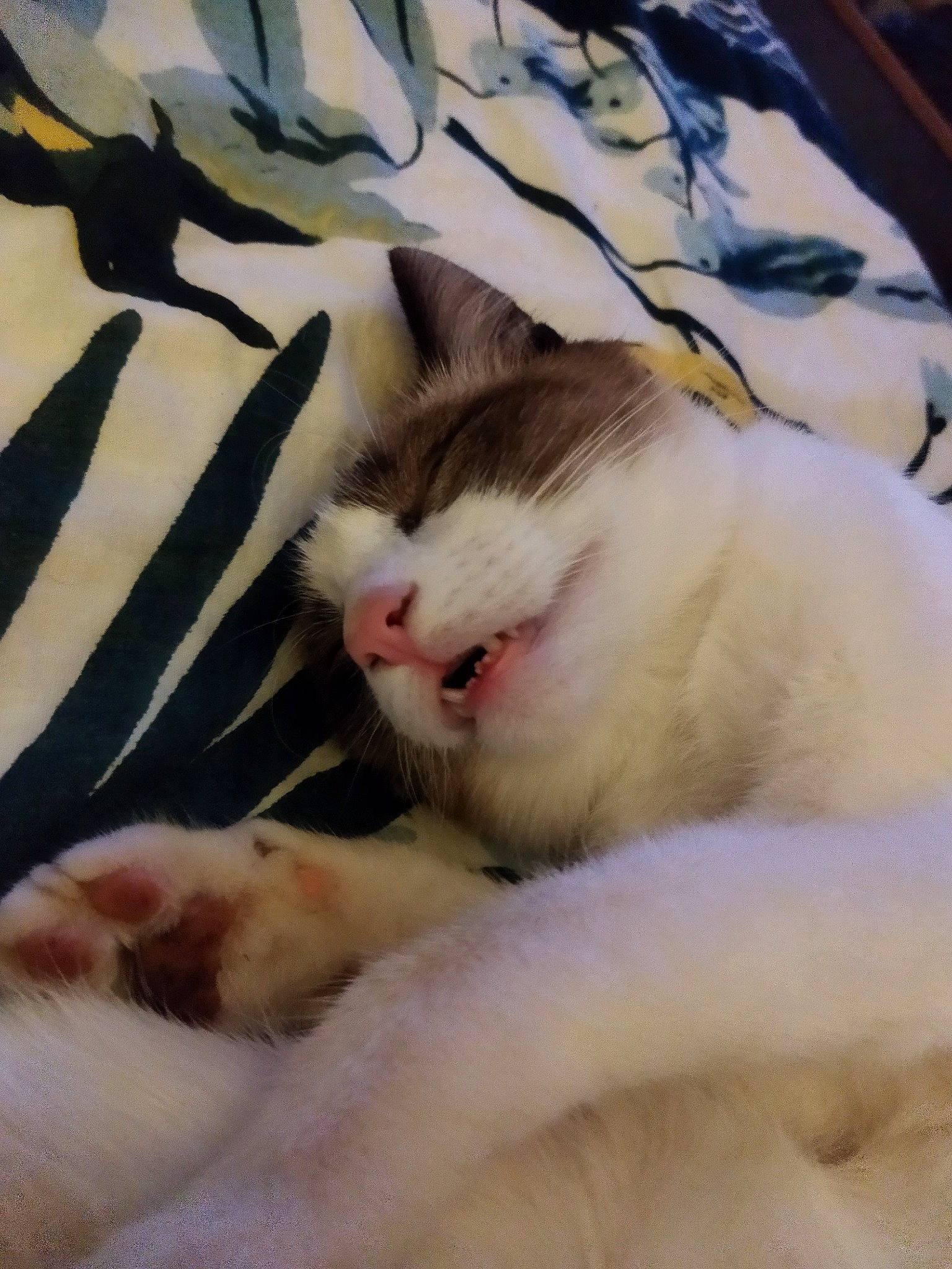 Seïko a rejoint le concours — aidez-le/la à gagner de superbes lots ! carnivore, cat, comfort, domestic_short_haired_cat, felidae, fur, linens, nap, paw, small_to_medium_sized_cats, tail, whiskers