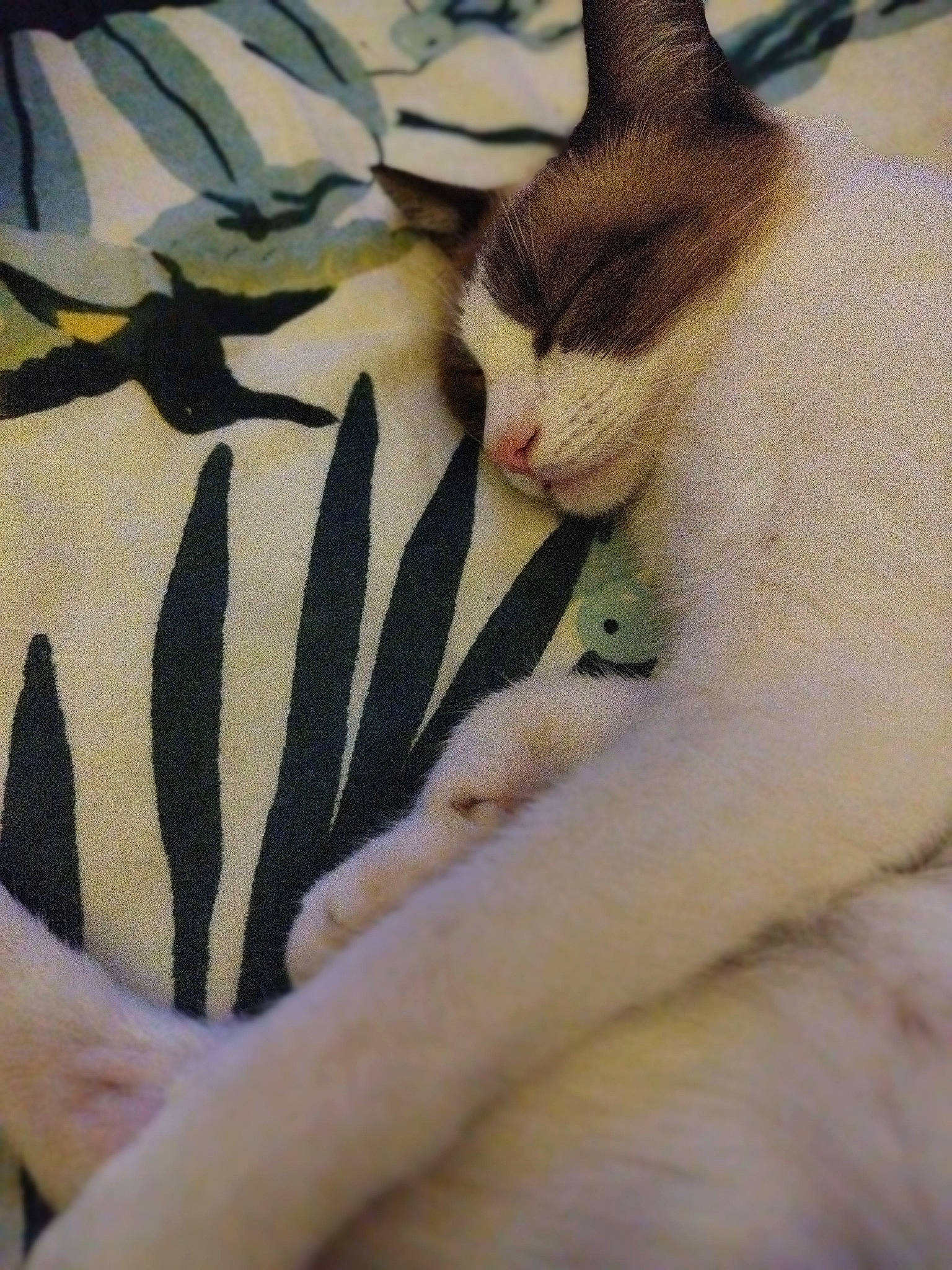 Seïko participe au concours pour gagner de l'argent avec cette photo : carnivore, cat, claw, comfort, domestic_short_haired_cat, fawn, felidae, foot, fur, human_leg, linens, nail, nap, pattern, paw, small_to_medium_sized_cats, snout, tail, tree, whiskers