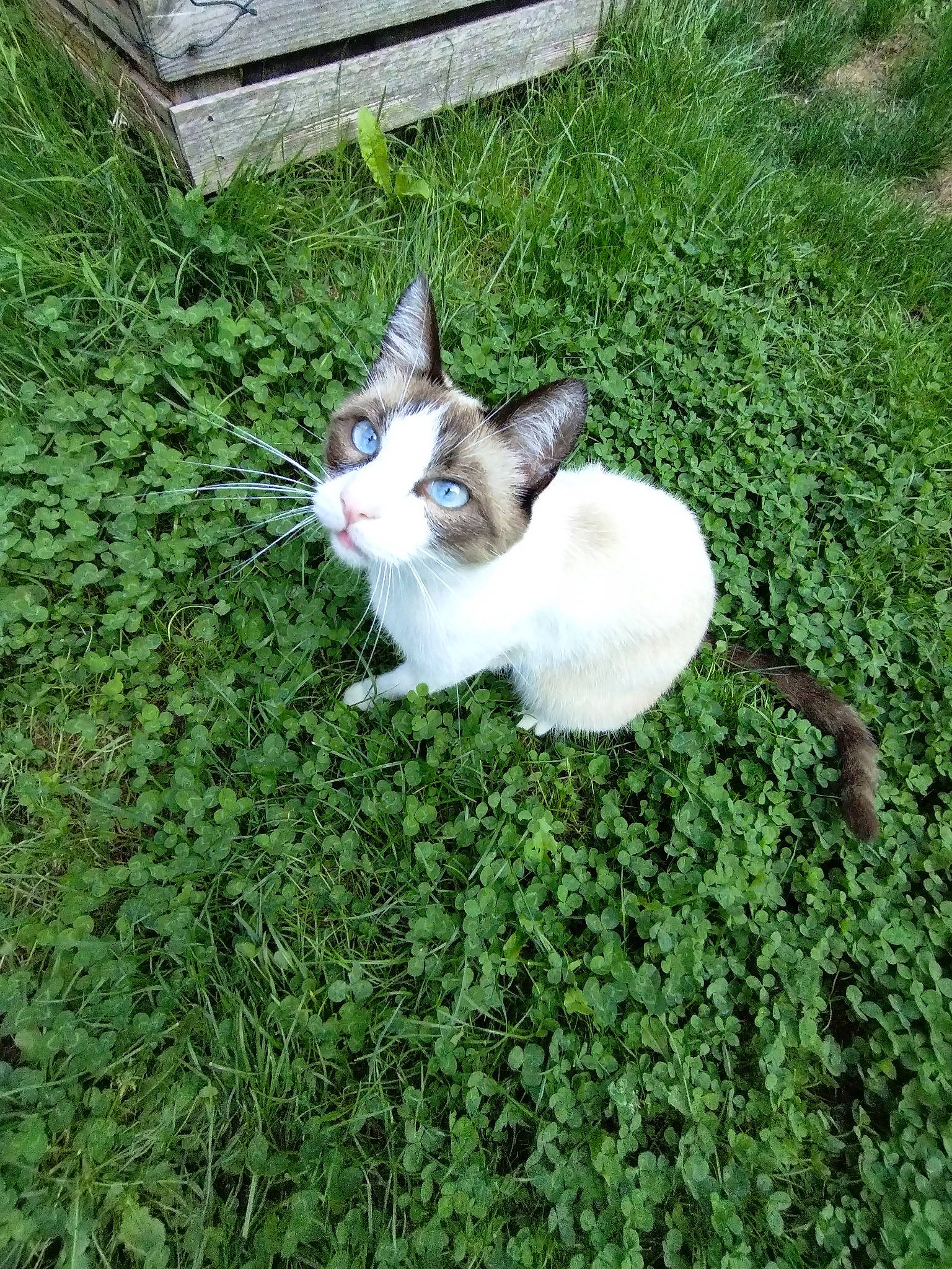 Seïko a rejoint le concours — aidez-le/la à gagner de superbes lots ! carnivore, cat, domestic_short_haired_cat, fawn, felidae, fur, garden, grass, groundcover, herb, plant, shrub, sitting, small_to_medium_sized_cats, snout, tail, terrestrial_animal, tree, whiskers, wildlife