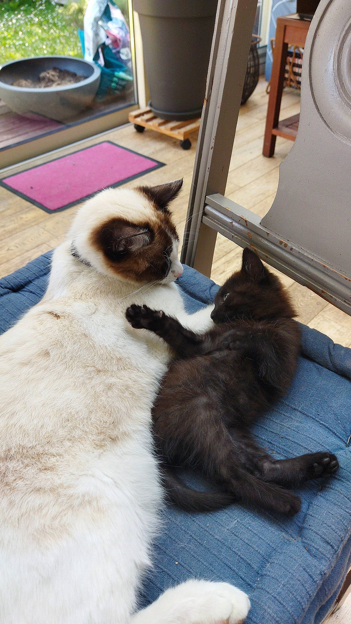 Gaïa participe au concours pour gagner de l'argent avec cette photo : carnivore, cat, fawn, felidae, flooring, flowerpot, fur, houseplant, mammal, siamese, small_to_medium_sized_cats, tail, vertebrate, whiskers