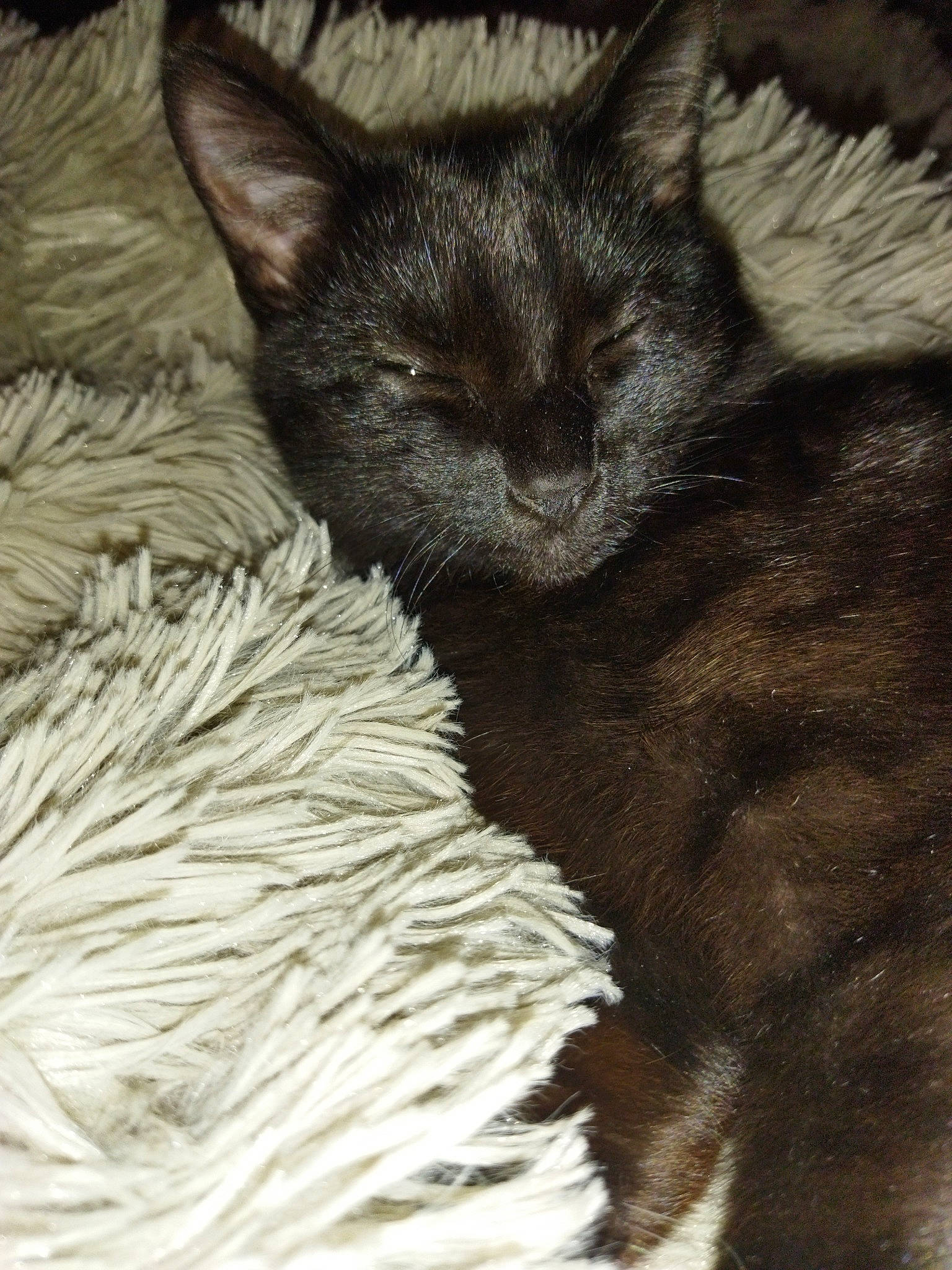 Gaïa participe au concours pour gagner de l'argent avec cette photo : black_cat, carnivore, cat, claw, comfort, domestic_short_haired_cat, felidae, fur, monochrome_photography, nap, paw, small_to_medium_sized_cats, snout, tail, terrestrial_animal, whiskers