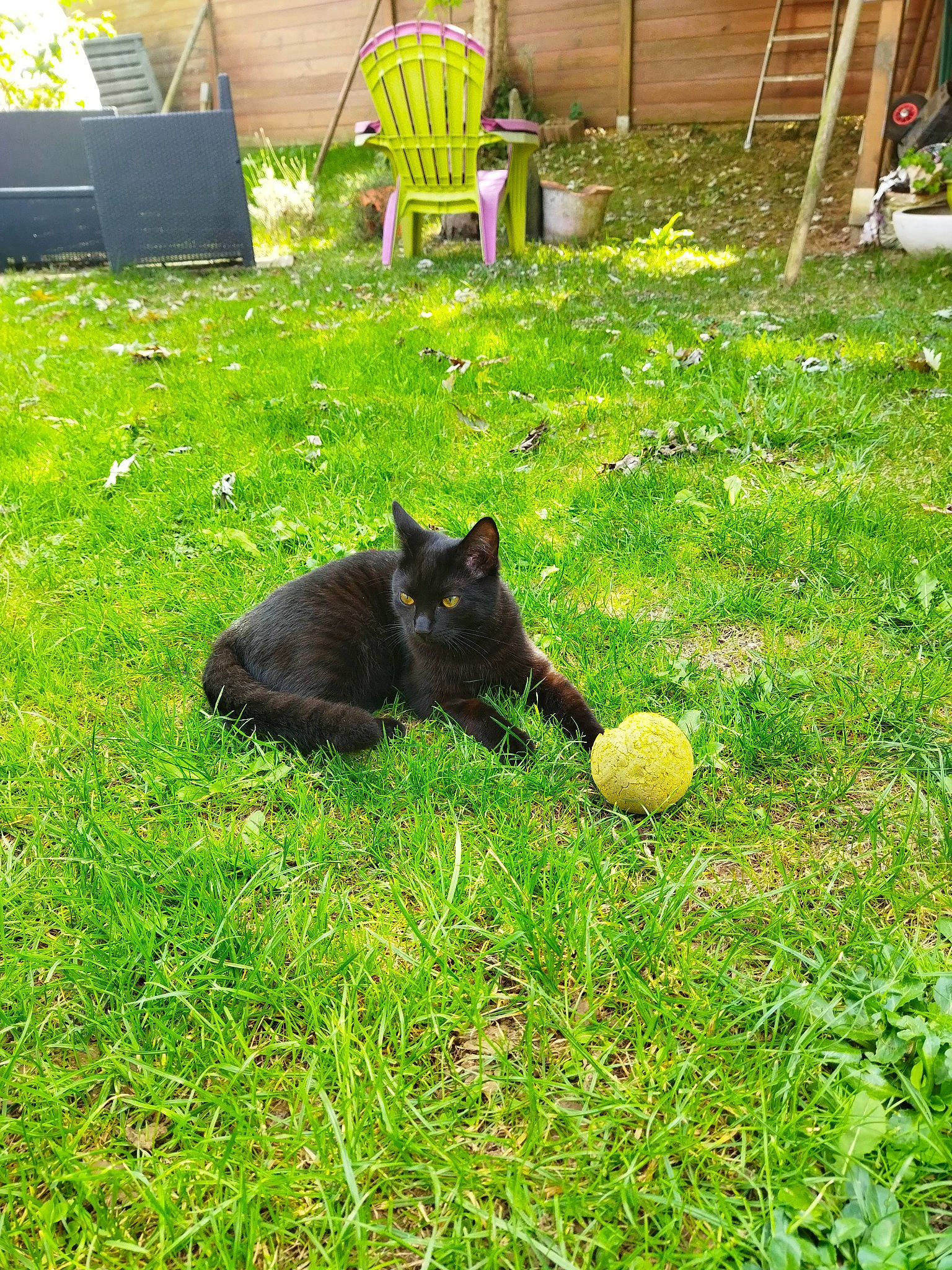 Gaïa a rejoint le concours — aidez-le/la à gagner de superbes lots ! ball, black_cat, canidae, carnivore, cat, dog_breed, felidae, garden, grass, groundcover, landscaping, lawn, pasture, plant, shrub, small_to_medium_sized_cats, sporting_group, sports_equipment, tail, terrestrial_animal