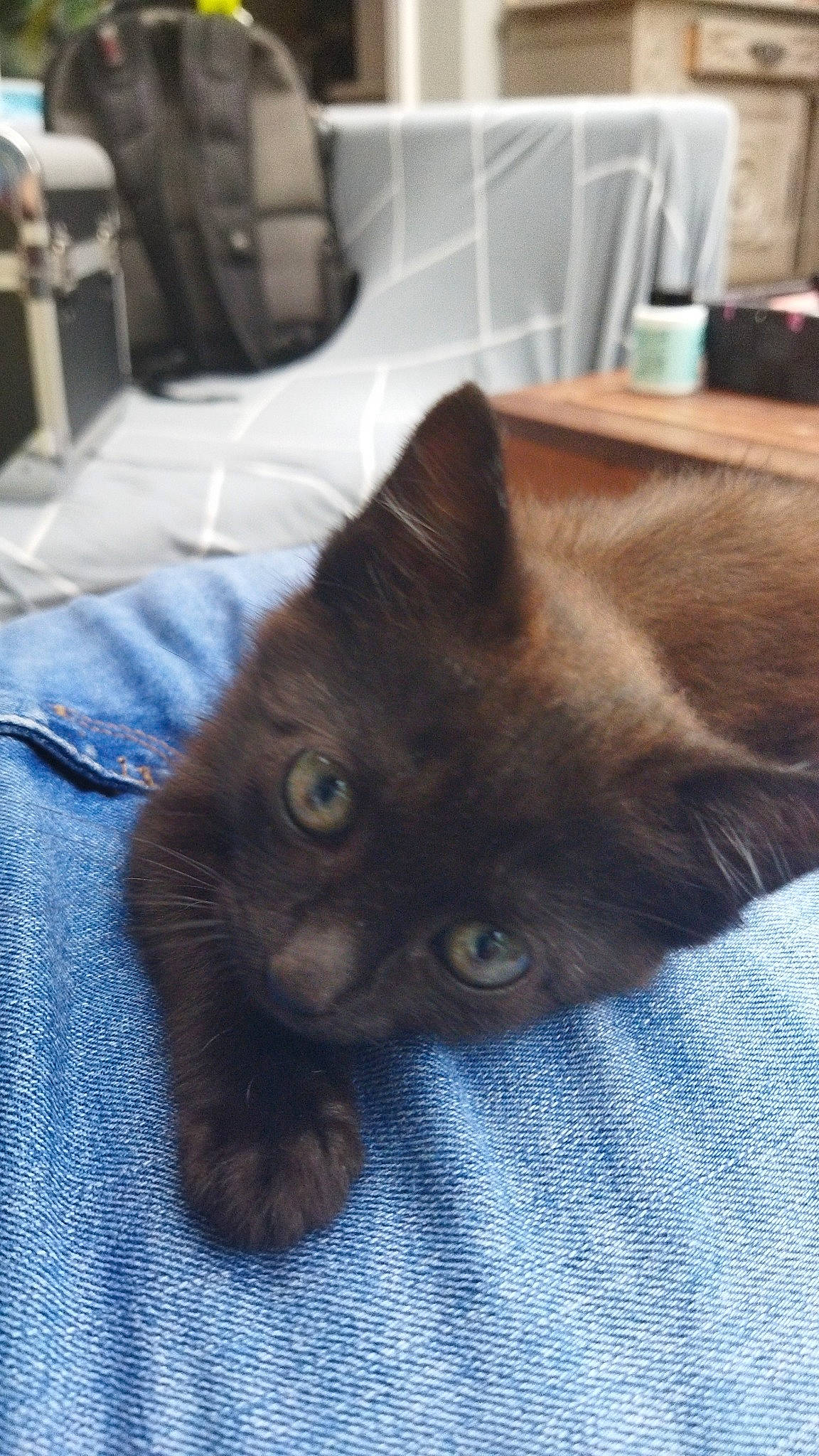 Gaïa participe au concours pour gagner de l'argent avec cette photo : black_cat, carnivore, cat, claw, comfort, domestic_short_haired_cat, ear, felidae, flooring, fur, grey, hardwood, iris, liver, small_to_medium_sized_cats, snout, tail, thai, whiskers, wood