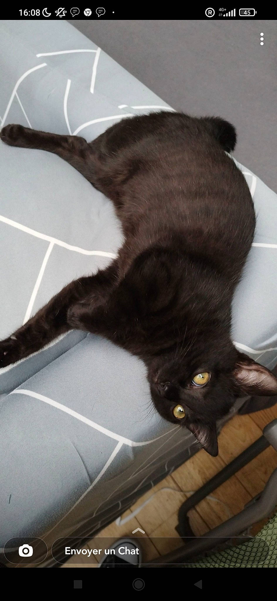 Gaïa participe au concours pour gagner de l'argent avec cette photo : black_cat, bombay, carnivore, cat, claw, comfort, domestic_short_haired_cat, felidae, flooring, fur, hardwood, havana_brown, human_leg, paw, plant, small_to_medium_sized_cats, tail, terrestrial_animal, whiskers, wood