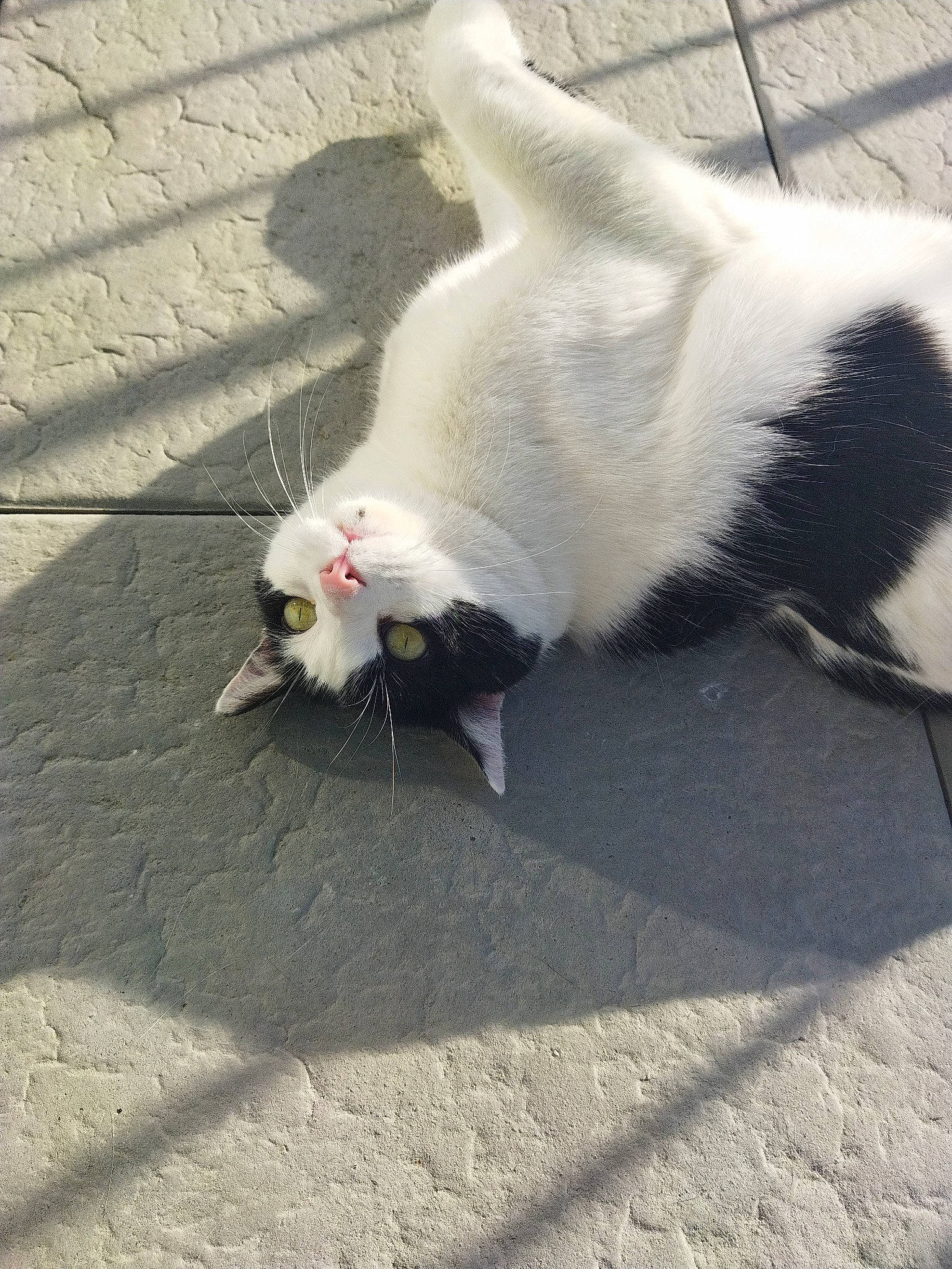 Pamplemousse participe au concours pour gagner de l'argent avec cette photo : asphalt, carnivore, cat, claw, curb, domestic_short_haired_cat, felidae, flooring, foot, fur, grey, paw, road_surface, shadow, sidewalk, small_to_medium_sized_cats, snout, tail, terrestrial_animal, whiskers