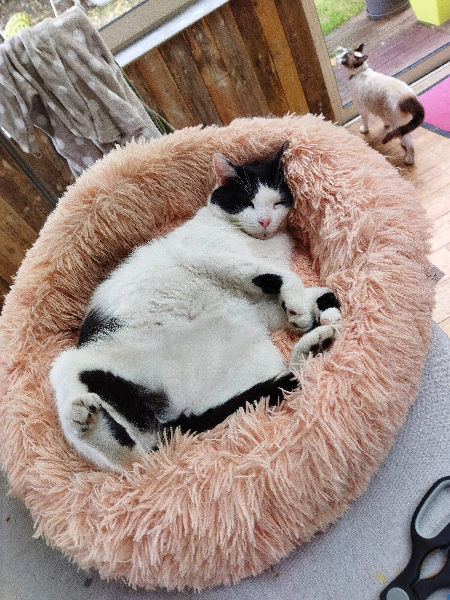 Pamplemousse participe au concours pour gagner de l'argent avec cette photo : carnivore, cat, cat_supply, claw, collar, comfort, companion_dog, domestic_short_haired_cat, fawn, felidae, fur, fur_clothing, kitchen_utensil, pet_supply, scissors, small_to_medium_sized_cats, snout, tail, whiskers, wood