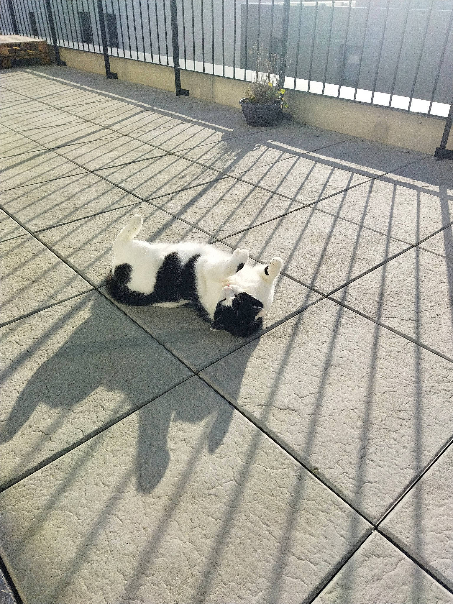 Pamplemousse a rejoint le concours — aidez-le/la à gagner de superbes lots ! asphalt, carnivore, cat, companion_dog, dog_breed, felidae, fence, floor, flooring, fur, grey, line, monochrome_photography, road_surface, small_to_medium_sized_cats, snout, tail, terrestrial_animal, tints_and_shades, wood