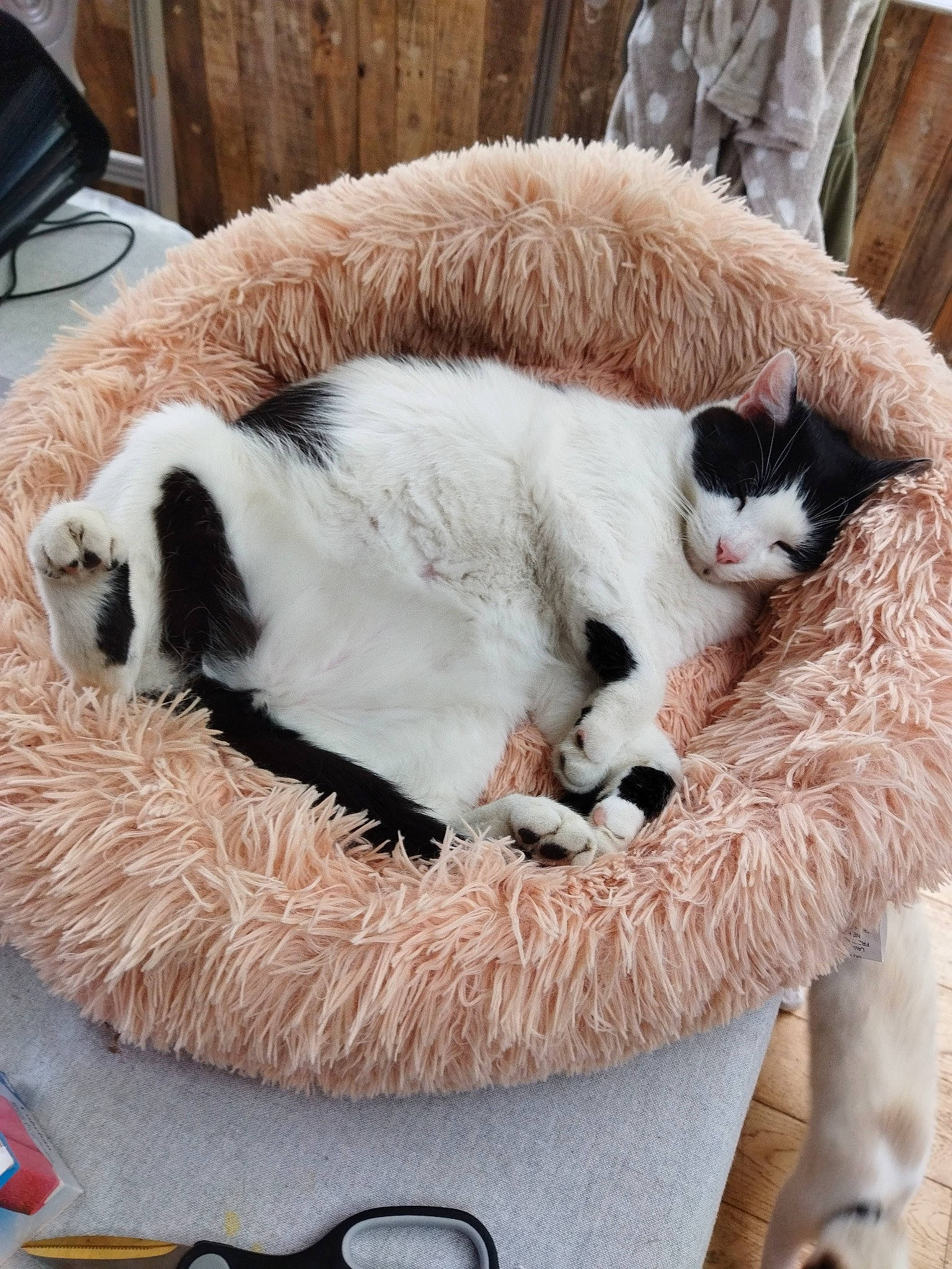 Pamplemousse a rejoint le concours — aidez-le/la à gagner de superbes lots ! bag, carnivore, cat, cat_supply, claw, collar, comfort, companion_dog, domestic_short_haired_cat, fawn, felidae, fur, luggage_and_bags, paw, pet_supply, small_to_medium_sized_cats, snout, tail, terrestrial_animal, whiskers