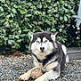 Ottawa participe au concours pour gagner de l'argent avec cette photo : alert, animal, ball, blue_eyes, canine, collar, cute, daylight, dog, fur, gravel, husky, leafy_background, lying_down, muzzle, nature, outdoor, paw, pet, portrait