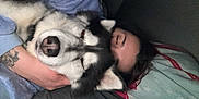 Ottawa a rejoint le concours — aidez-le/la à gagner de superbes lots ! animal, bed, black_and_white, blanket, closeup, comfort, cozy, cuddle, dog, face, fur, human, husky, indoor, nose, person, pet, resting, sleeping, tattoo