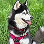 Ottawa a rejoint le concours — aidez-le/la à gagner de superbes lots ! animal, blue_eyes, canine, closeup, cute, daylight, dog, fluffy, friendly, fur, grass, happy, nature, outdoor, pet, pink_harness, portrait, siberian_husky, sitting, tongue_out