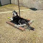 Ottawa a rejoint le concours — aidez-le/la à gagner de superbes lots ! animal, black_and_white, brick, canine, concrete, dog, fur, happy, husky, outdoor, pet, planter, playful, relaxing, small_tree, smiling, tennis_ball, tongue_out, tree, yard