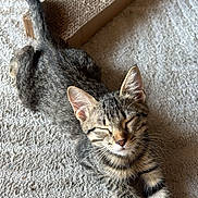 Nihia a rejoint le concours — aidez-le/la à gagner de superbes lots ! animal, carpet, cat, claws, cute, ears, feline, fur, indoor, kitten, mammal, pet, relaxed, scratch_pad, sleepy, stretching, tabby, tail, texture, whiskers