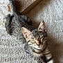 animal, carpet, cat, claws, cute, ears, feline, fur, indoor, kitten, mammal, pet, relaxed, scratch_pad, sleepy, stretching, tabby, tail, texture, whiskers