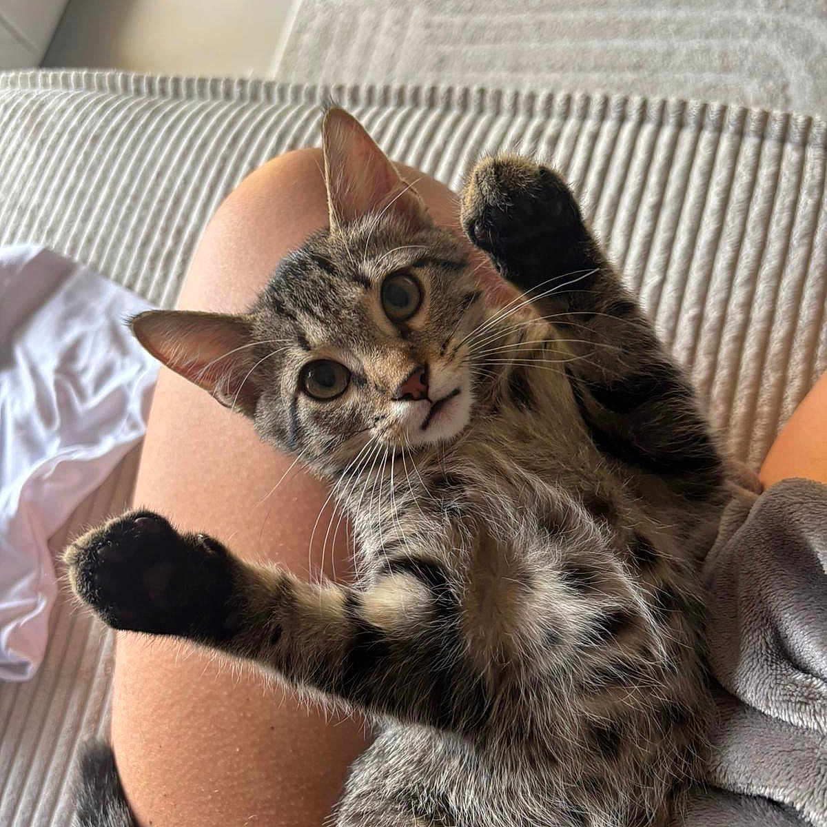 Nihia a rejoint le concours — aidez-le/la à gagner de superbes lots ! animal, cat, closeup, cozy, curious, domestic_cat, feline, fur, indoor, kitten, lap, paws, person, pet, playful, raised_paws, resting, tabby, texture, whiskers