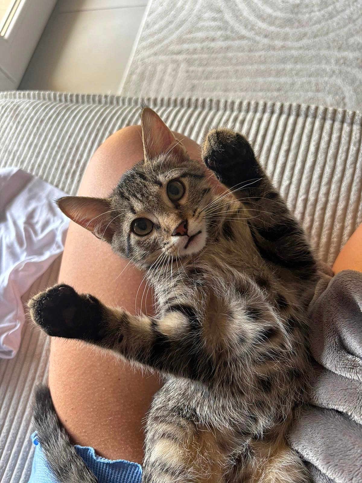Nihia a rejoint le concours — aidez-le/la à gagner de superbes lots ! animal, cat, closeup, cozy, curious, domestic_cat, feline, fur, indoor, kitten, lap, paws, person, pet, playful, raised_paws, resting, tabby, texture, whiskers
