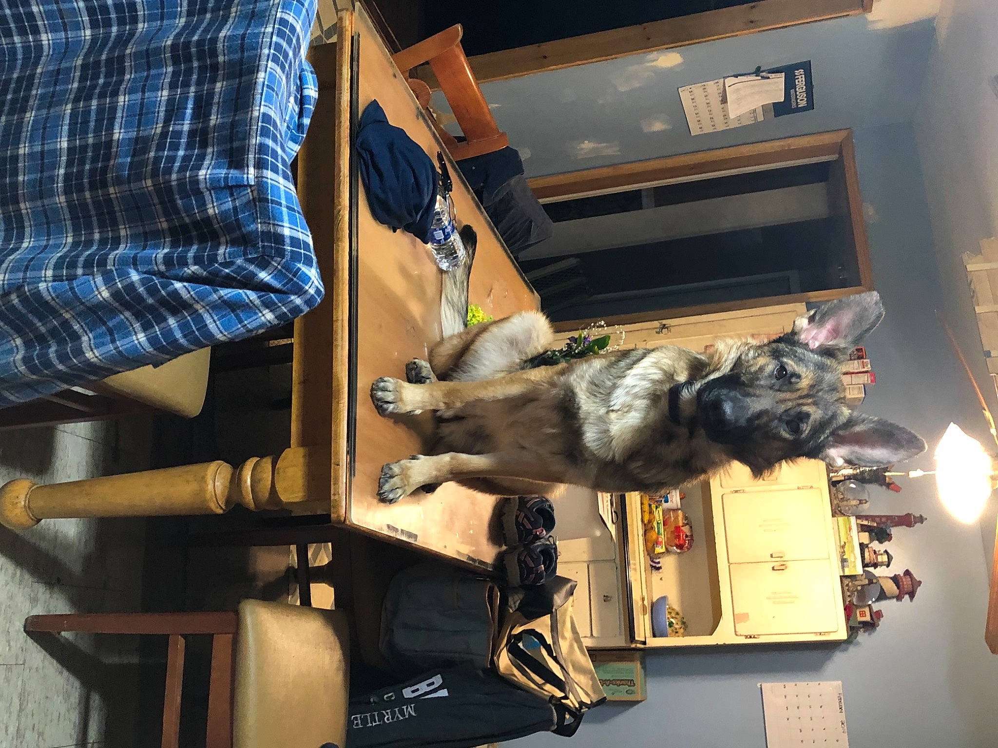 Remington joined the competition — help win amazing prizes! art, collection, denim, engineering, horse, machine, metal, pattern, plaid, room, sculpture, statue, tartan, visual_arts, wood, working_animal