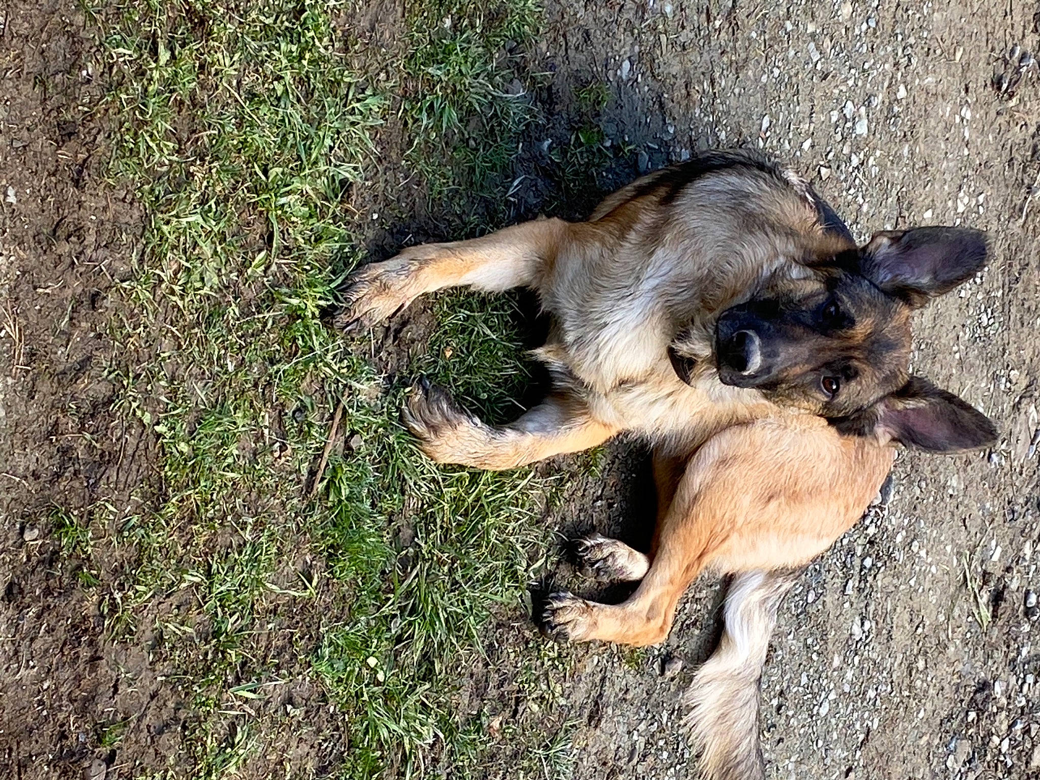 Remington joined the competition — help win amazing prizes! belgian_shepherd_malinois, canidae, carnivore, companion_dog, dog, dog_breed, east_european_shepherd, german_shepherd_dog, grass, groundcover, herding_dog, old_german_shepherd_dog, paw, soil, sporting_group, street_dog, tail, terrestrial_animal, working_dog