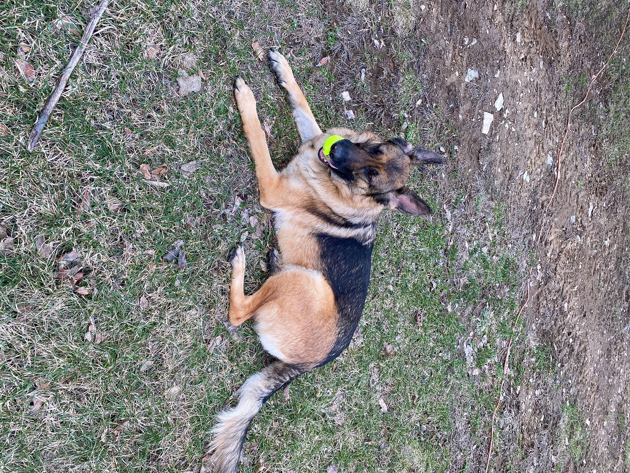 Remington is registered to the contest to win money with this photo: canidae, carnivore, collar, companion_dog, dog, dog_breed, dog_supply, fawn, grass, groundcover, hunting_dog, old_german_shepherd_dog, paw, plant, snout, soil, sporting_group, tail, terrestrial_animal, working_dog