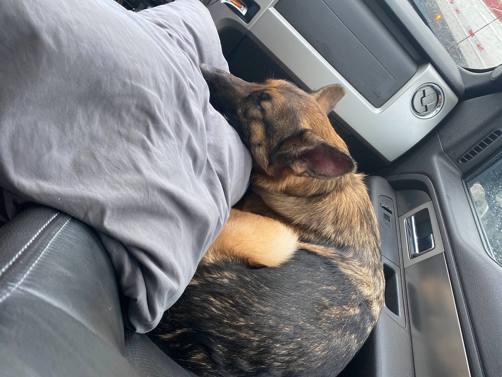 Remington joined the competition — help win amazing prizes! auto_part, automotive_design, automotive_exterior, car, car_seat, carnivore, center_console, comfort, companion_dog, dog, dog_breed, family_car, fawn, gear_shift, motor_vehicle, personal_luxury_car, steering_wheel, vehicle, vehicle_door, windshield